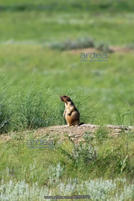 : Bobak / Steppe Marmot - adult - whistles warning : Bobak / Steppe Marmot - adult - whistles warning