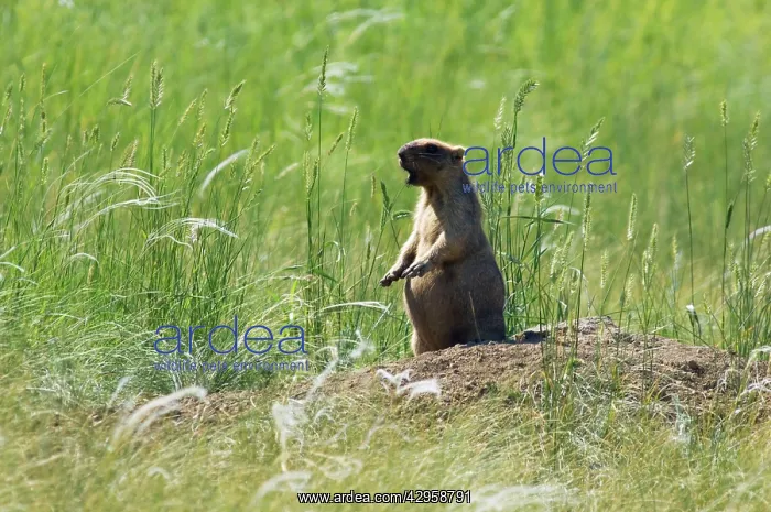 : Bobak / Steppe Marmot - adult - whistles warning : Bobak / Steppe Marmot - adult - whistles warning