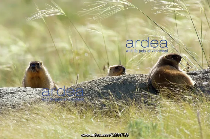 : Bobak / Steppe Marmot - three adults - fat and : Bobak / Steppe Marmot - three adults - fat and