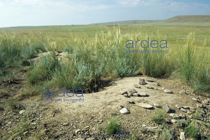  : Bobak  /  Steppe Marmot - a burrow complex in steppe