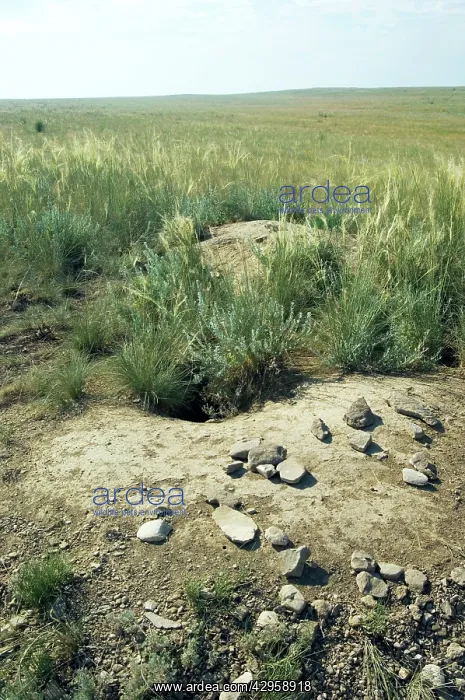  : Bobak  /  Steppe Marmot - a burrow complex in steppe