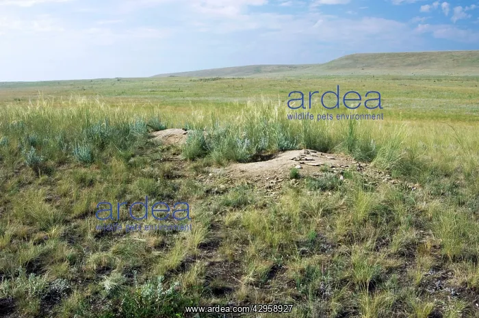  : Bobak  /  Steppe Marmot - a burrow complex in steppe