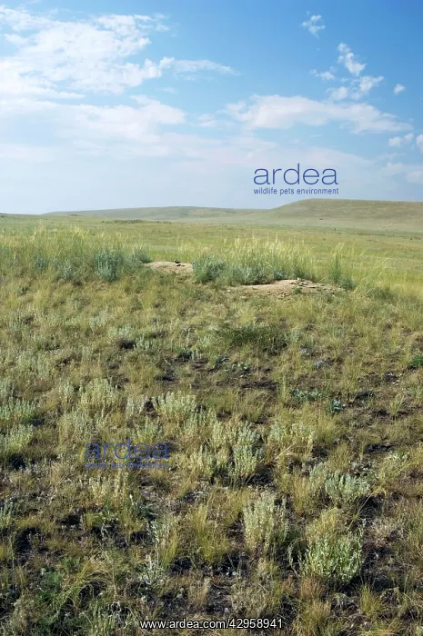 : Bobak / Steppe Marmot - a burrow complex in steppe : Bobak / Steppe Marmot - a burrow complex in steppe