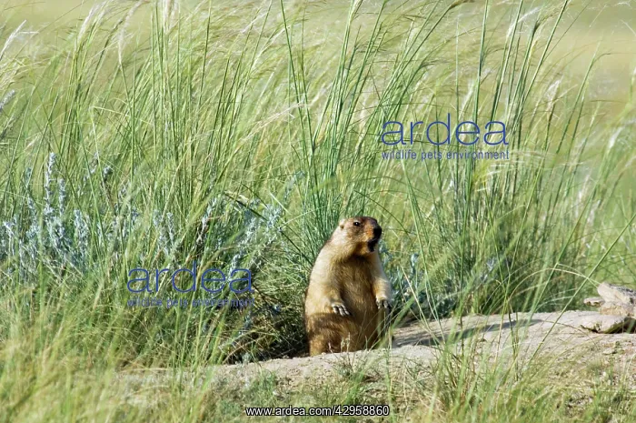 : Bobak / Steppe Marmot - fat adult, ready for hibernation : Bobak / Steppe Marmot - fat adult, ready for hibernation