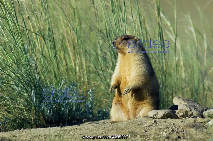 : Bobak / Steppe Marmot - fat adult : Bobak / Steppe Marmot - fat adult