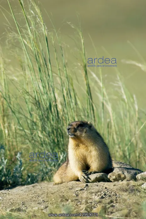 : Bobak / Steppe Marmot - fat adult : Bobak / Steppe Marmot - fat adult