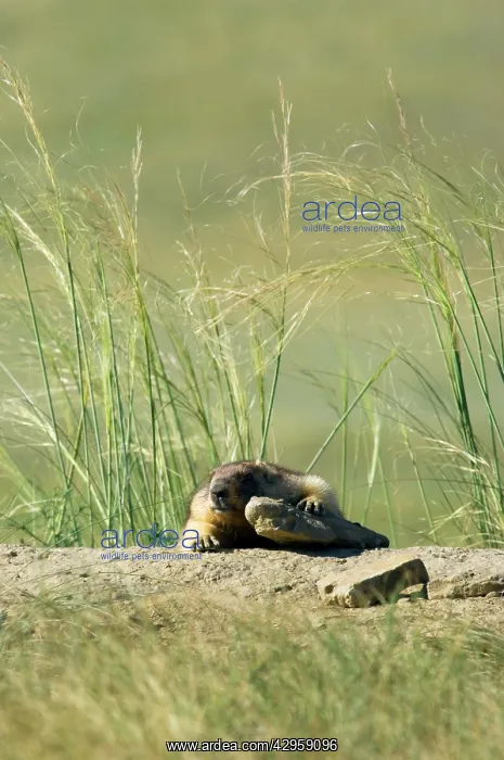 : Bobak / Steppe Marmot - fat adult : Bobak / Steppe Marmot - fat adult
