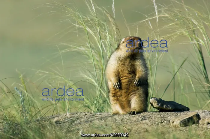 : Bobak / Steppe Marmot - fat adult - observes and : Bobak / Steppe Marmot - fat adult - observes and