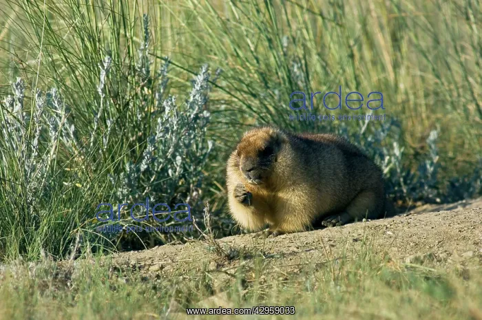 : Bobak / Steppe Marmot - fat adult - ready for hibernation : Bobak / Steppe Marmot - fat adult - ready for hibernation