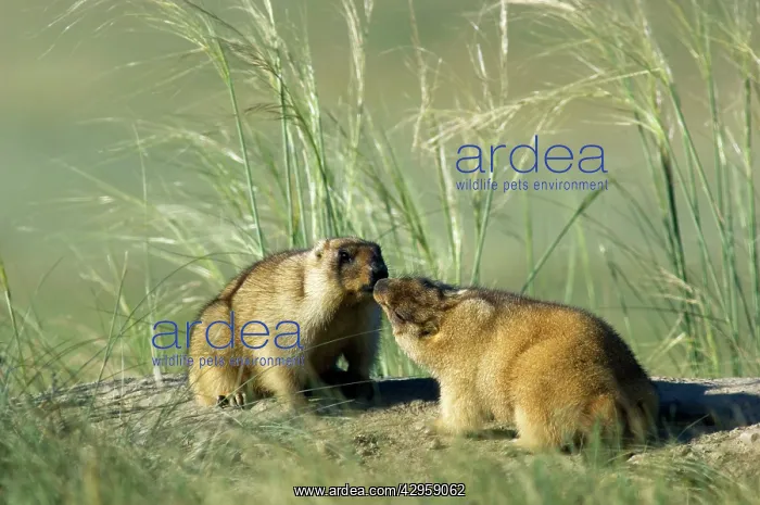 : Bobak / Steppe Marmot - pair of adults - fattened : Bobak / Steppe Marmot - pair of adults - fattened