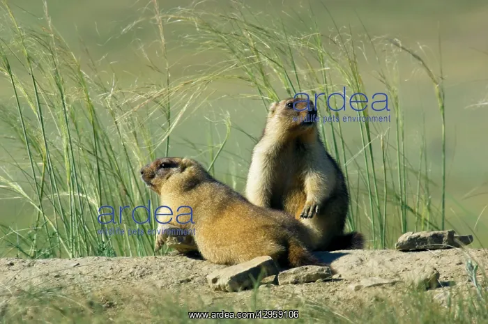  : Bobak  /  Steppe Marmot - pair of fat adults