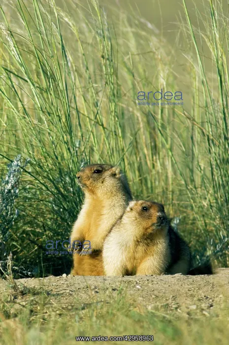 : Bobak / Steppe Marmot - a pair of fat adults near : Bobak / Steppe Marmot - a pair of fat adults near