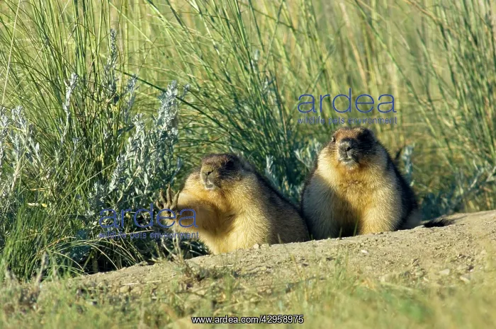 : Bobak / Steppe Marmot - a pair of fat adults near : Bobak / Steppe Marmot - a pair of fat adults near
