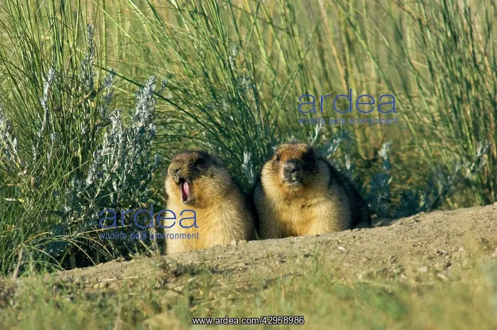 : Bobak / Steppe Marmot - a pair of fat adults near : Bobak / Steppe Marmot - a pair of fat adults near