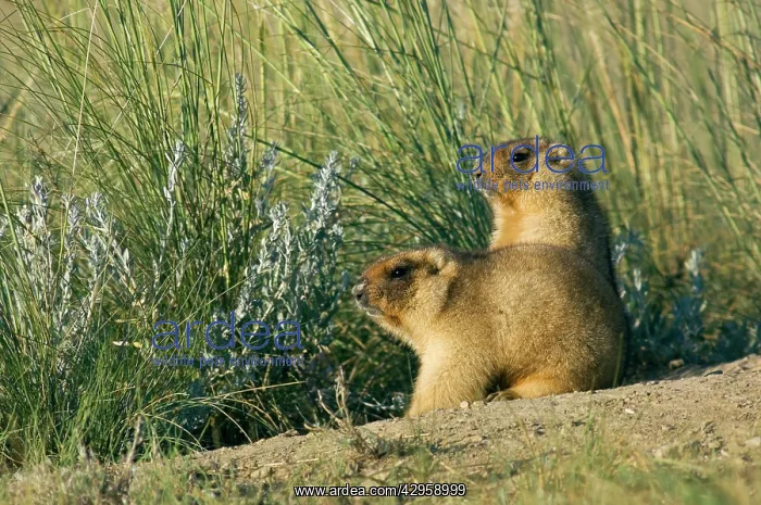 : Bobak / Steppe Marmot - a pair of fat adults near : Bobak / Steppe Marmot - a pair of fat adults near