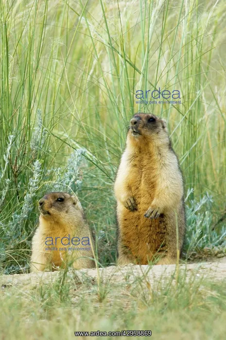 : Bobak / Steppe Marmot - a pair of fat adults, ready : Bobak / Steppe Marmot - a pair of fat adults, ready