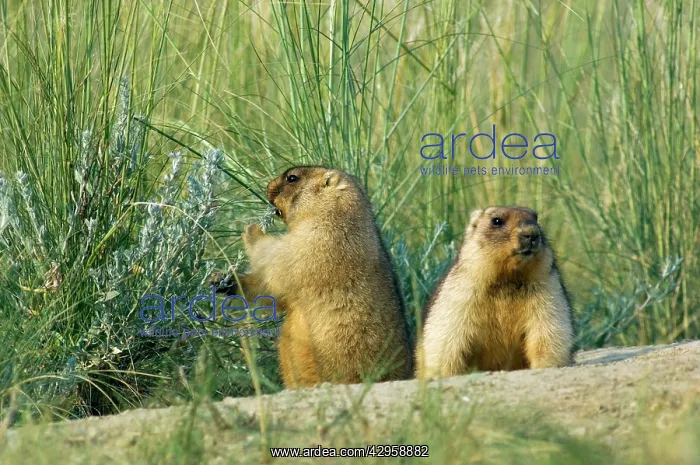 : Bobak / Steppe Marmot - a pair of fat adults, ready : Bobak / Steppe Marmot - a pair of fat adults, ready