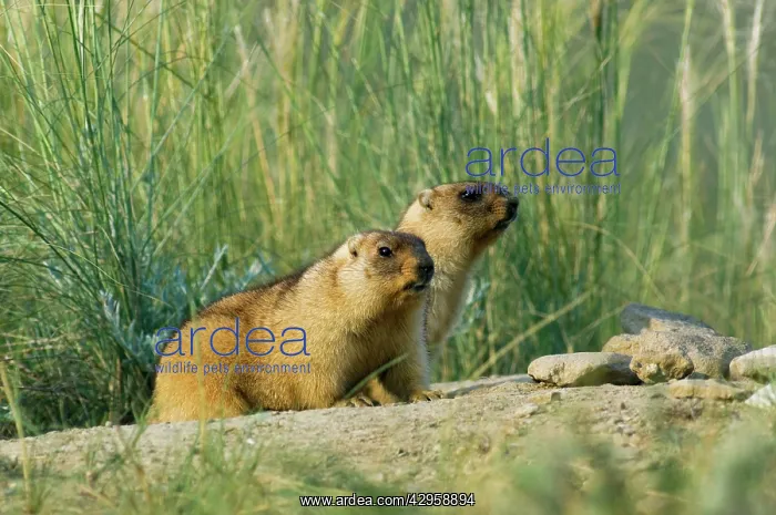 : Bobak / Steppe Marmot - a pair of fat adults, ready : Bobak / Steppe Marmot - a pair of fat adults, ready