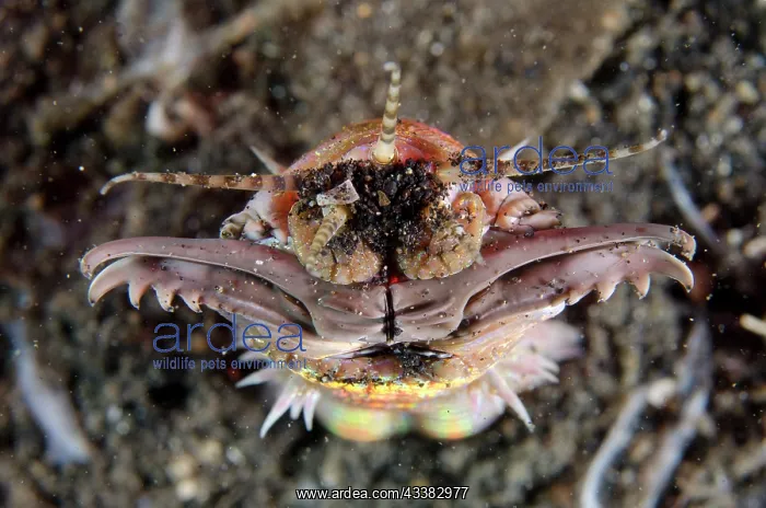 : Bobbit Worm : Bobbit Worm