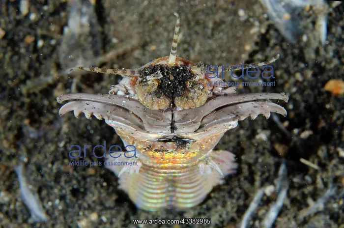 : Bobbit Worm : Bobbit Worm