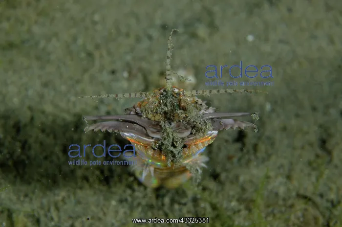 : Bobbit Worm - Bandara dive site, night dive, Weda : Bobbit Worm - Bandara dive site, night dive, Weda