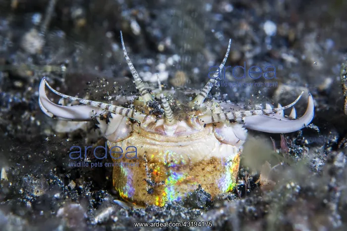 : Bobbit worm (Eunice aphroditois) in the sand, during : Bobbit worm (Eunice aphroditois) in the sand, during