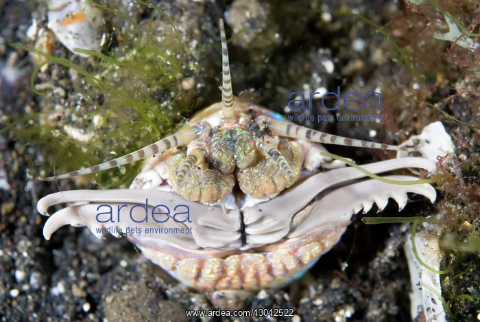  : Bobbit worm with jaws open outside of hole