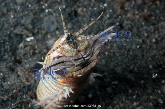 : Bobbit Worm - with jaws open outside of hole during : Bobbit Worm - with jaws open outside of hole during