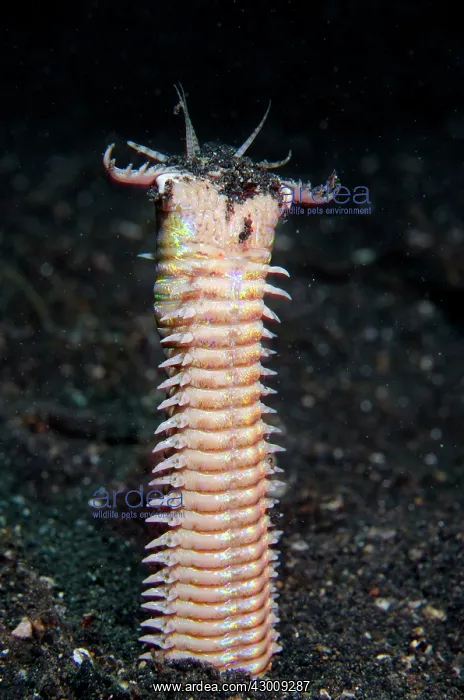 : Bobbit Worm with jaws open outside of hole in black : Bobbit Worm with jaws open outside of hole in black