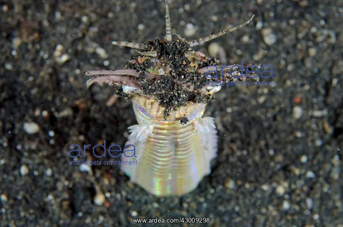 : Bobbit Worm with jaws open outside of hole in black : Bobbit Worm with jaws open outside of hole in black