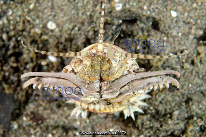 : Bobbit Worm with jaws open outside of hole Torpedo : Bobbit Worm with jaws open outside of hole Torpedo