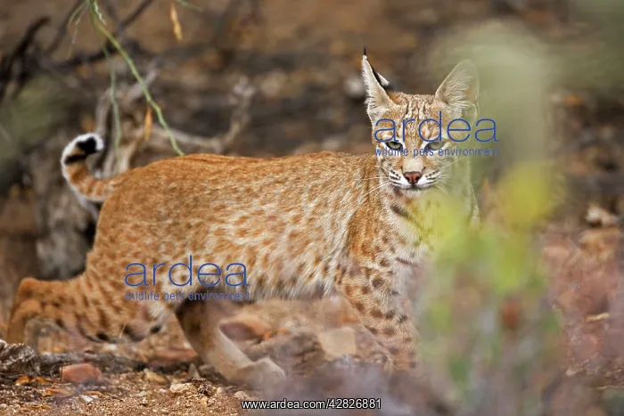  : Bobcat (Lynx rufus). Arizona, USA