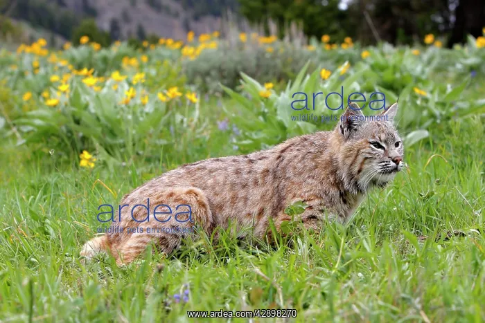  : Bobcat (Lynx rufus). Montana - USA
