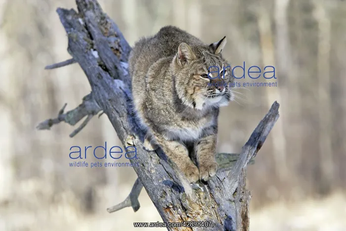  : Bobcat (Lynx rufus). Minnesota, USA