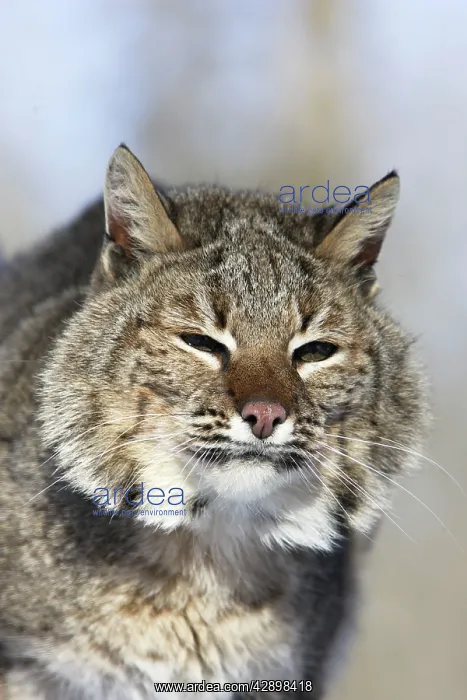  : Bobcat (Lynx rufus). Minnesota USA