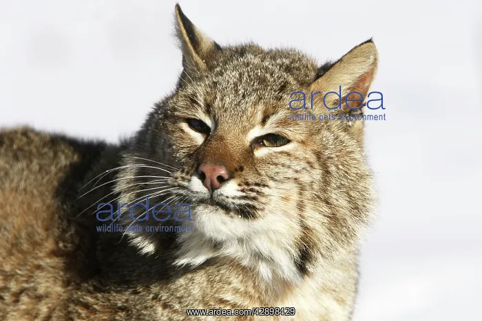  : Bobcat (Lynx rufus). Minnesota USA