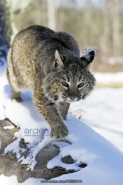  : Bobcat (Lynx rufus). Minnesota USA