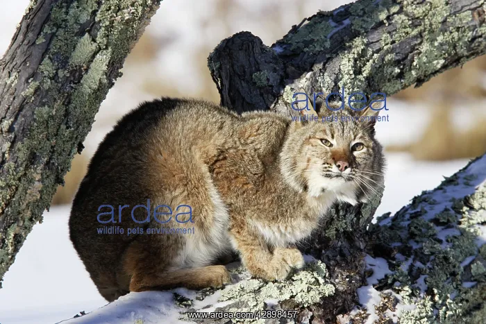  : Bobcat (Lynx rufus). Minnesota USA