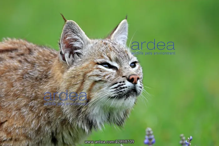  : Bobcat (Lynx rufus). Montana - USA