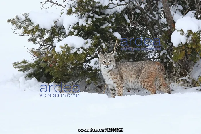  : Bobcat. (Lynx rufus). Montana - USA