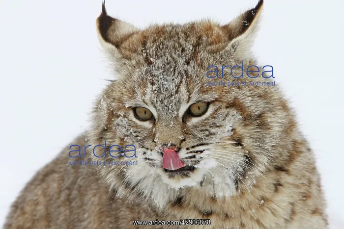  : Bobcat. (Lynx rufus). Montana - USA