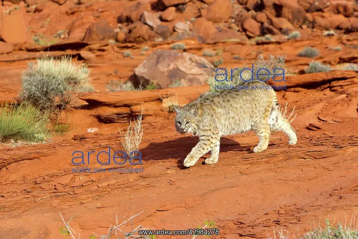 : Bobcat (Lynx rufus). Game farm - Utah - United States - Controlled conditions : Bobcat (Lynx rufus). Game farm - Utah - United States - Controlled conditions