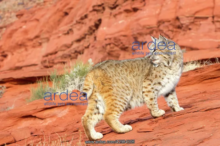 : Bobcat (Lynx rufus). Game farm - Utah - United States - controlled conditions : Bobcat (Lynx rufus). Game farm - Utah - United States - controlled conditions