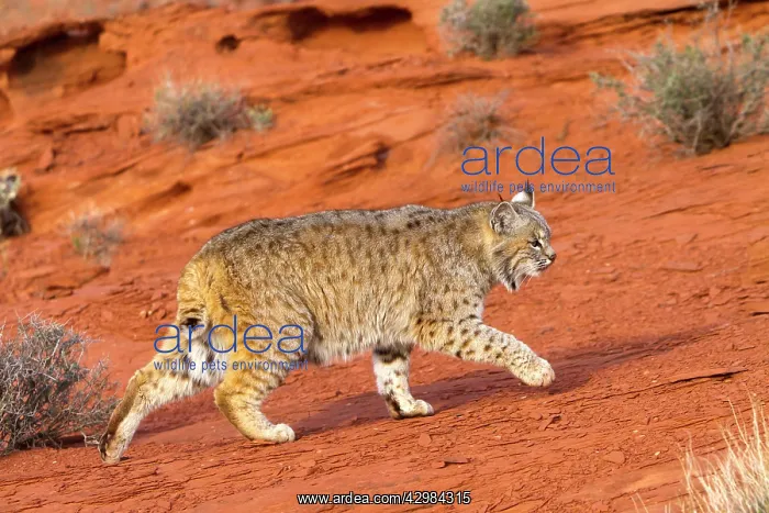: Bobcat (Lynx rufus). Game farm - Utah - United States - controlled conditions : Bobcat (Lynx rufus). Game farm - Utah - United States - controlled conditions