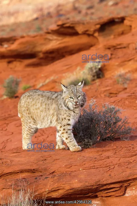 : Bobcat (Lynx rufus). Game farm - Utah - United States - controlled conditions : Bobcat (Lynx rufus). Game farm - Utah - United States - controlled conditions