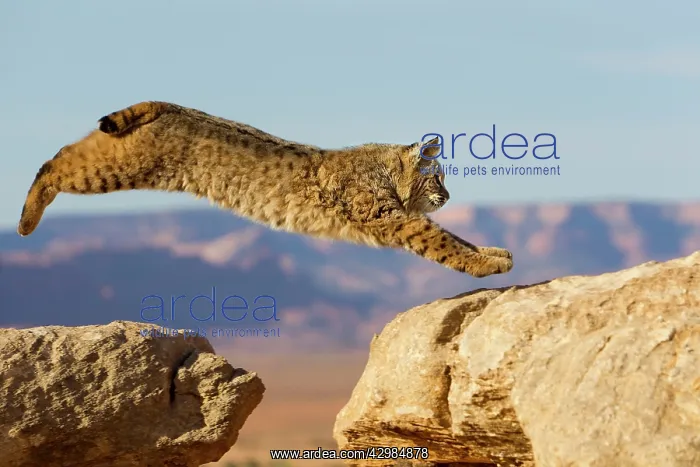 : Bobcat (Lynx rufus). jumping - game farm - Utah - United Sates : Bobcat (Lynx rufus). jumping - game farm - Utah - United Sates