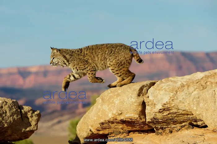 : Bobcat (Lynx rufus). jumping - game farm - Utah - United Sates : Bobcat (Lynx rufus). jumping - game farm - Utah - United Sates