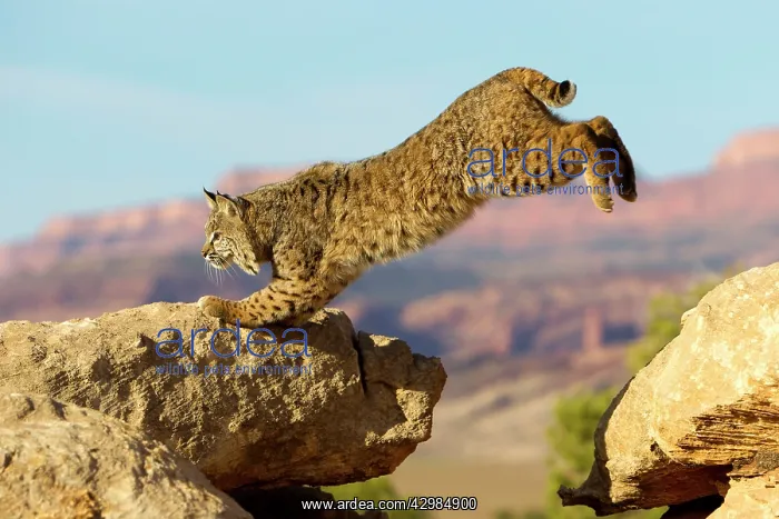 : Bobcat (Lynx rufus). jumping - game farm - Utah - United Sates : Bobcat (Lynx rufus). jumping - game farm - Utah - United Sates