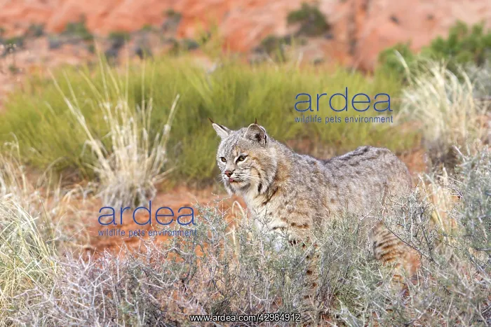 : Bobcat (Lynx rufus). game farm - Utah - United Sates : Bobcat (Lynx rufus). game farm - Utah - United Sates