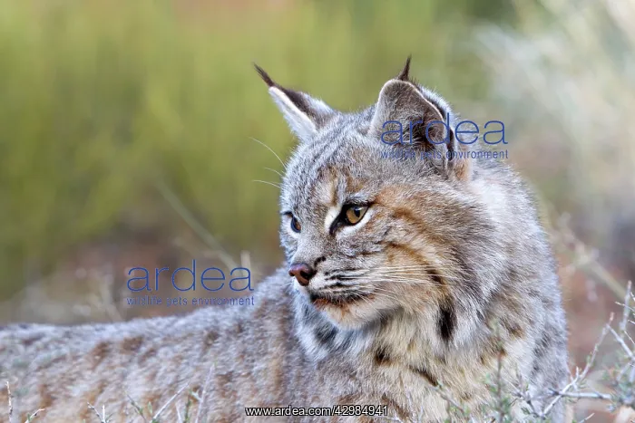 : Bobcat (Lynx rufus). game farm - Utah - United Sates : Bobcat (Lynx rufus). game farm - Utah - United Sates